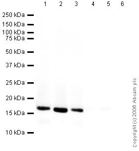 Anti-Histone H3 antibody - Nuclear Marker and ChIP Grade