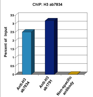 Anti-Histone H3 antibody - Nuclear Marker and ChIP Grade