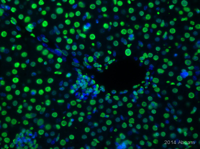 Anti-Histone H3 antibody - Nuclear Marker and ChIP Grade
