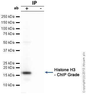 Anti-Histone H3 antibody - Nuclear Marker and ChIP Grade