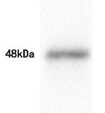 DR5 Antibody