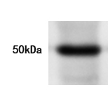 BLNK Antibody
