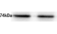 Grp75 Antibody