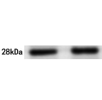 C1QBP Antibody 