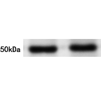 PAI 1 Antibody