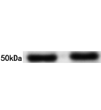 PAX6 Antibody