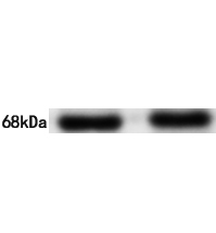 DDX5 Antibody
