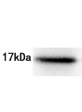 TNF-α Antibody