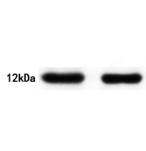 ATPIF1 Antibody