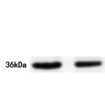 FGL1 Antibody