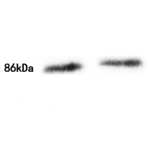 RSK2 Antibody