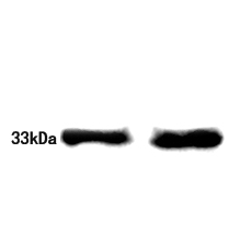HO-1 Mouse Monoclonal Antibody