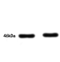 POLDIP3 Antibody