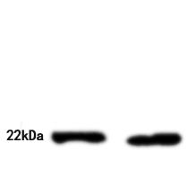 BST2 Antibody