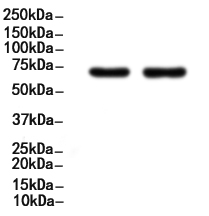 ZAP70 Antibody