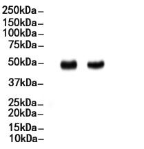 RUNX1 / AML1 Antibody