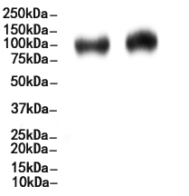 CD133 Antibody