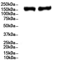 CD227/MUC1 Antibody