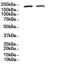 53BP1 Antibody