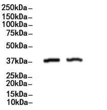 STOML2 Antibody