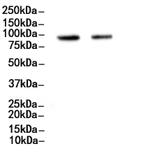 SUZ12 Antibody