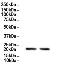 NCS1 Antibody