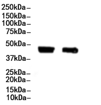 CD209 Antibody