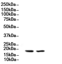 HSP20 Antibody