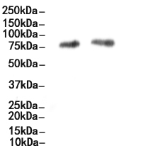 Bcl6 Antibody