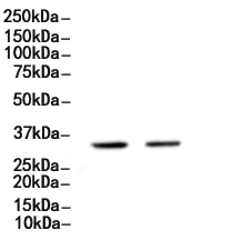 CD38 Antibody
