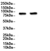 CD62P Antibody
