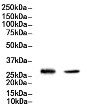 ERCC1 Antibody