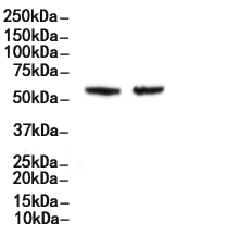 ENTPD1/CD39 Antibody