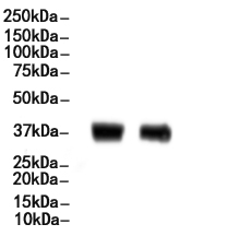 C/EBP epsilon Antibody