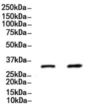 Nanog Antibody