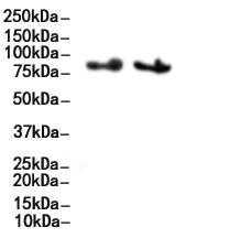  CTCF Mouse Monoclonal Antibody