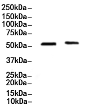 MeCP2 Antibody