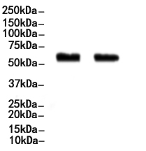 IL-2R beta/CD122 Antibody