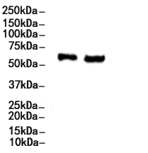 SLC3A2 Antibody