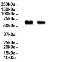 MAOA Antibody