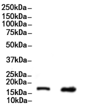 SOD1 Antibody
