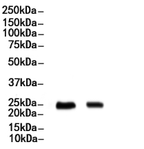 FAM3C Antibody