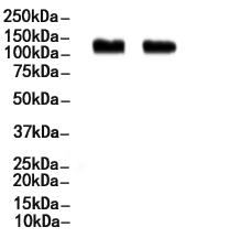 HIF1 alpha Mouse monoclonal Antibody