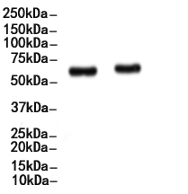 Smad4 Antibody