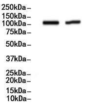 Nrf2 Antibody
