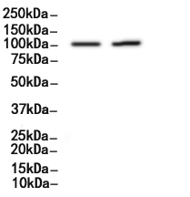 EML4 Antibody