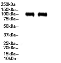 NFAT1 Antibody
