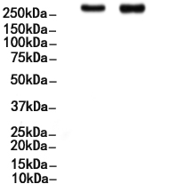 CELSR2 Antibody