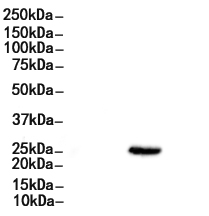 AGR2 Antibody