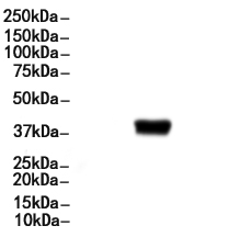 c-Fos Antibody